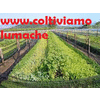 COLTIVIAMO LUMACHE