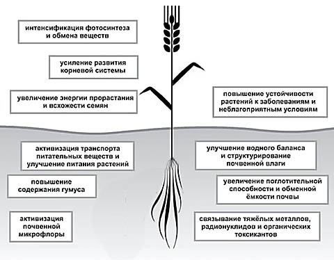 Нет плохой погоде!!! Да хорошему качественному урожаю!!!