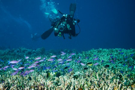 Picture-Perfect Underwater  Shots: Dome Ports Vs Flat Ports 