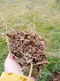 Dried strawberry leaves